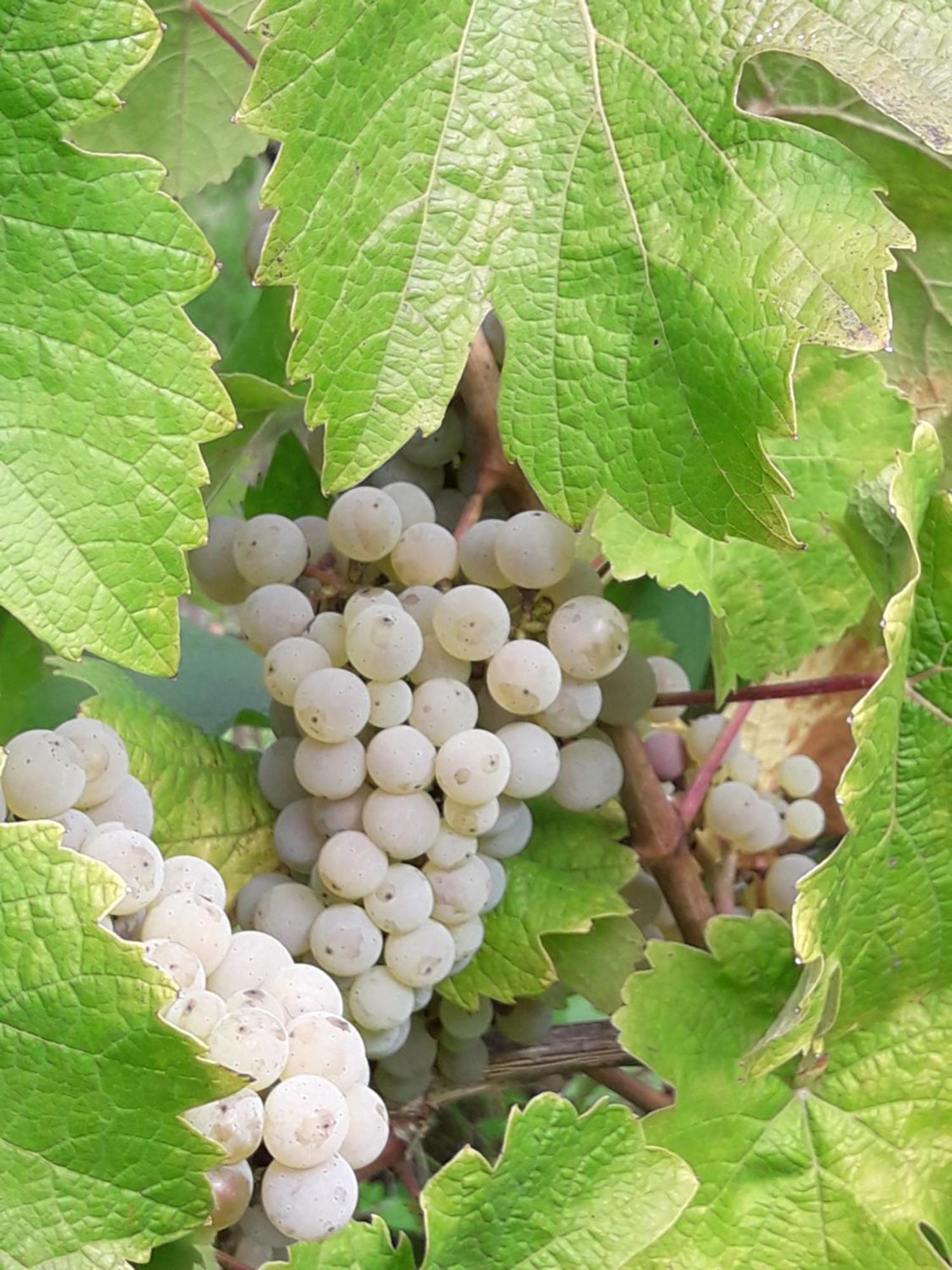 Weinhof Michael Morbach 호텔 젤틴겐라티그 외부 사진